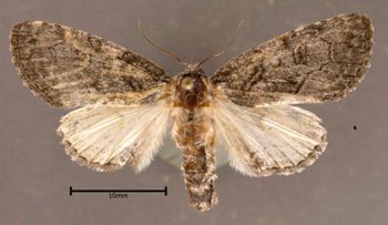 Media type: image;   Entomology 622243 Aspect: habitus dorsal view